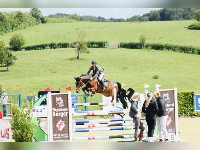 Hanoverian Gelding 13 years 16,3 hh Brown in Lindlar