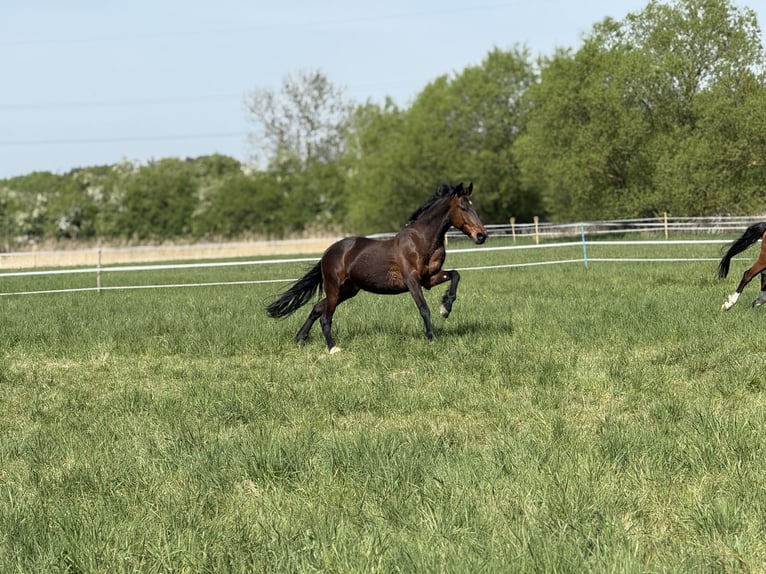 Hanoverian Mix Gelding 13 years 16 hh Bay-Dark in Didderse
