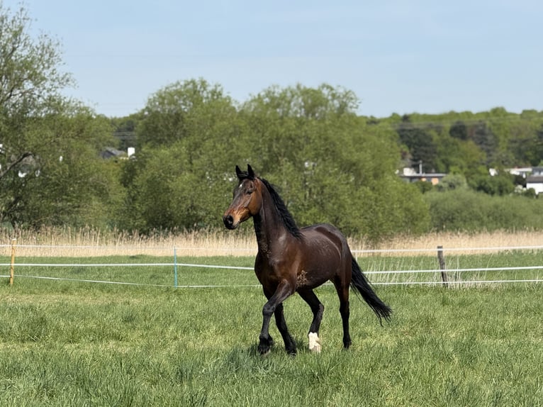 Hanoverian Mix Gelding 13 years 16 hh Bay-Dark in Didderse