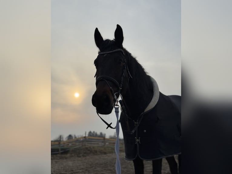 Hanoverian Mix Gelding 13 years 16 hh Bay-Dark in Didderse
