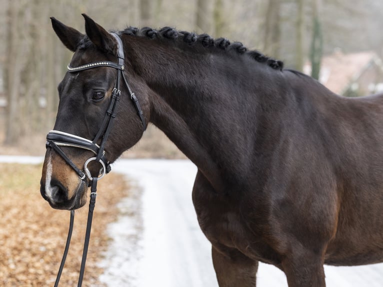Hanoverian Gelding 13 years 16 hh Bay-Dark in DötlingenDötlingen
