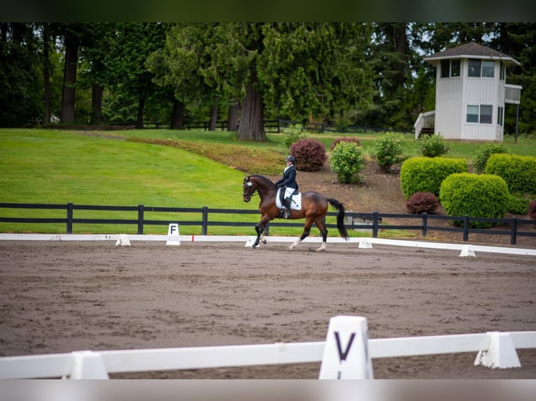 Hanoverian Gelding 13 years 16 hh Bay in Ridgefield, WA