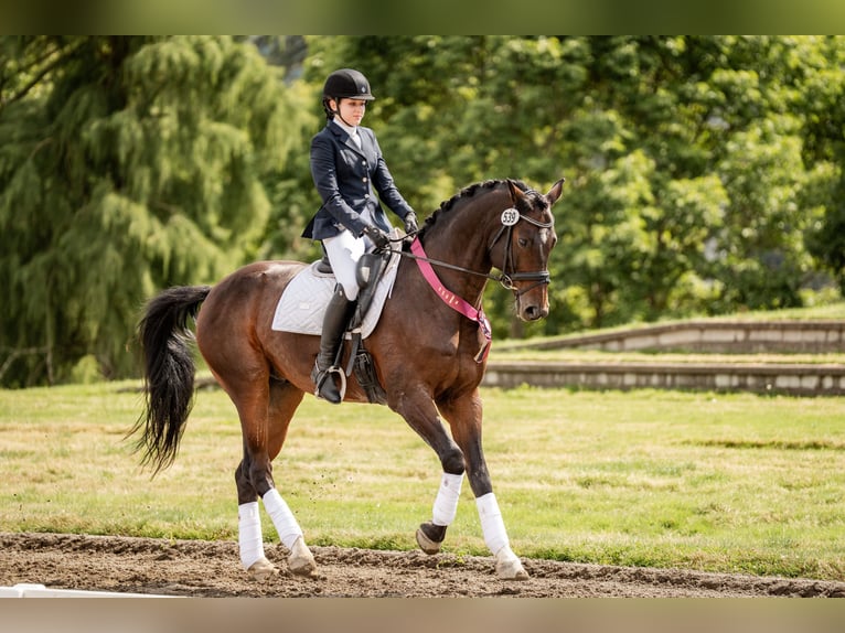 Hanoverian Gelding 13 years 16 hh Bay in Ridgefield, WA