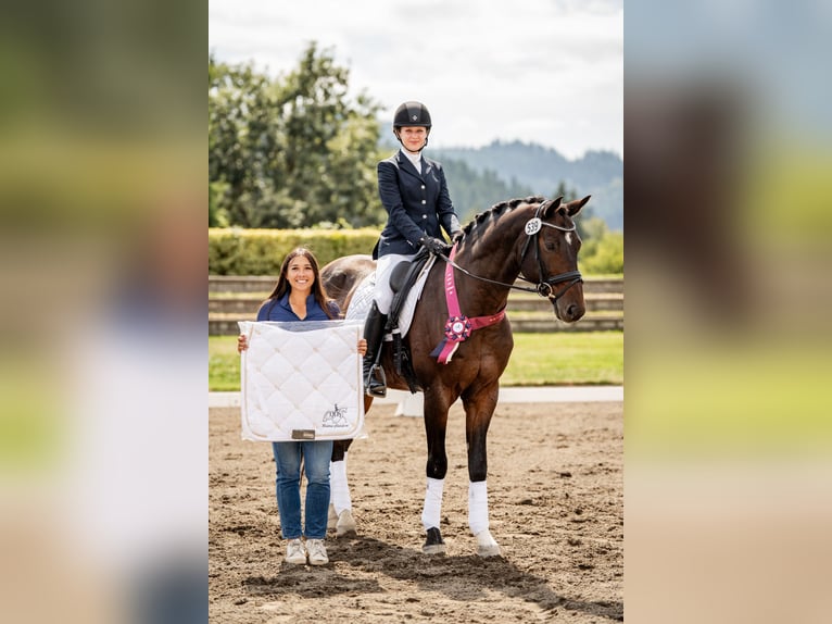 Hanoverian Gelding 13 years 16 hh Bay in Ridgefield, WA