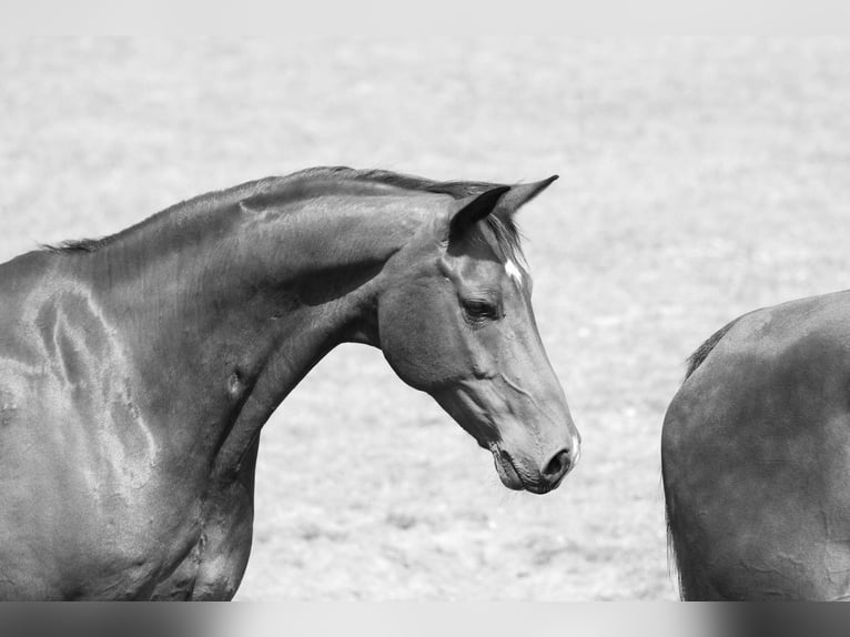 Hanoverian Gelding 13 years 16 hh Brown in Oyten