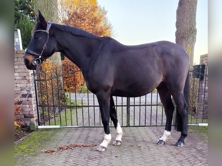 Hanoverian Gelding 13 years 16 hh Brown in Wiefelstede