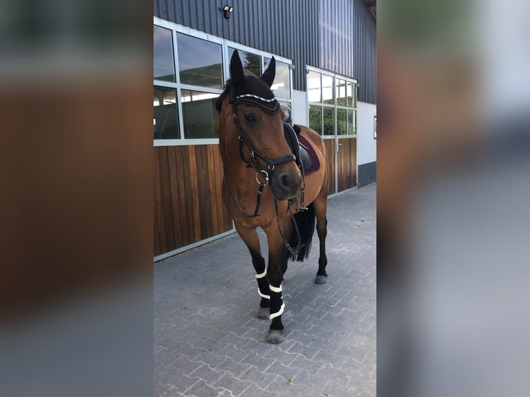 Hanoverian Gelding 13 years 16 hh Brown in Lehrte
