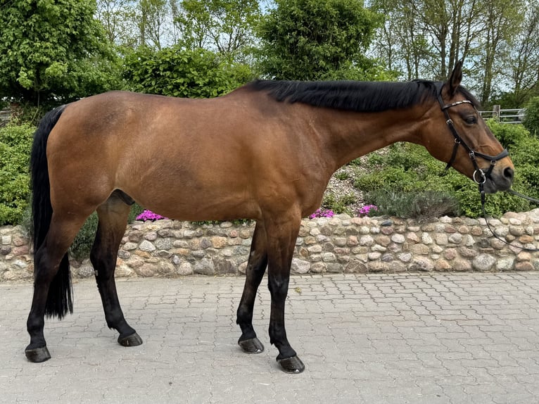 Hanoverian Gelding 13 years 16 hh Brown in Lehrte