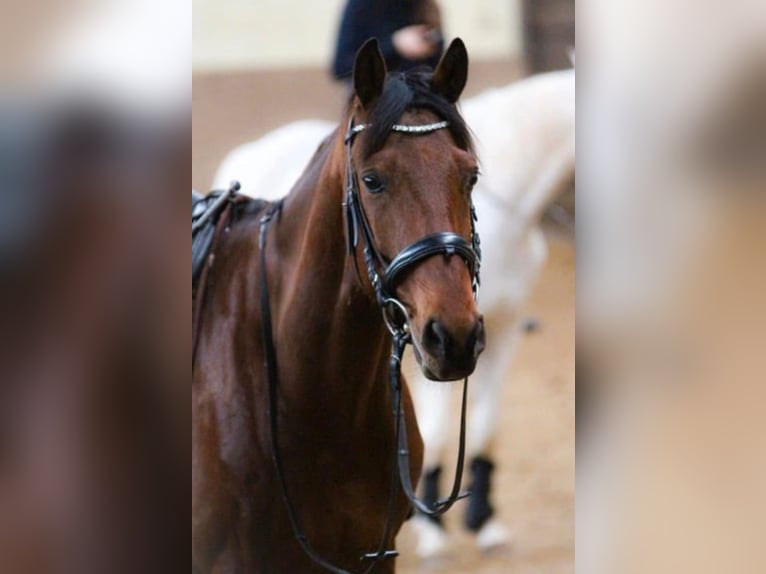 Hanoverian Gelding 13 years 16 hh Brown in Bad Kötzting