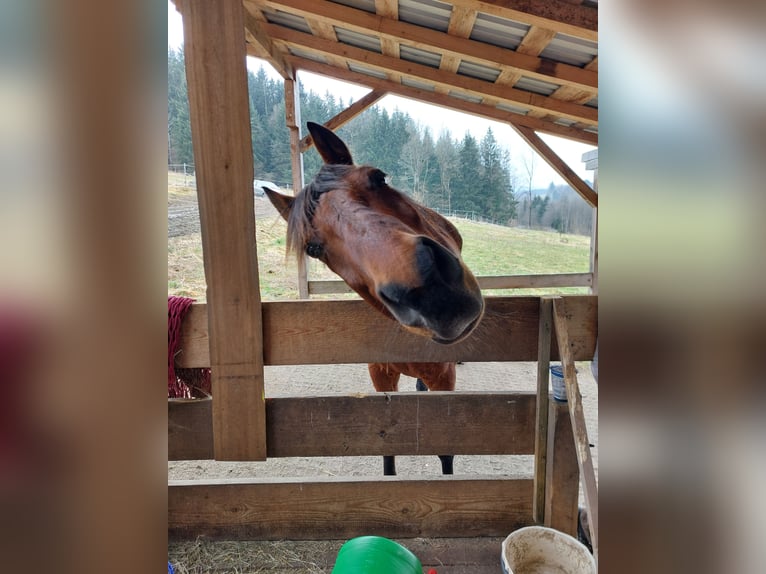 Hanoverian Gelding 13 years 16 hh Brown in Bad Kötzting