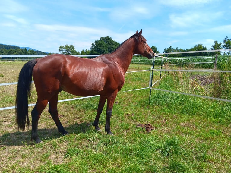 Hanoverian Gelding 13 years 16 hh Brown in Kötzting