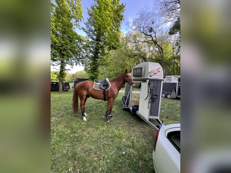 Hanoverian Gelding 13 years 16 hh Chestnut-Red in Oberwaltersdorf
