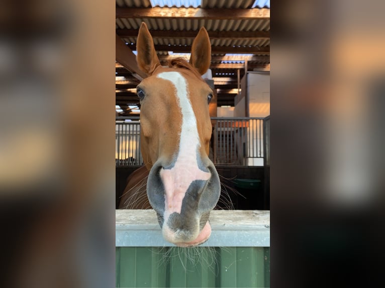 Hanoverian Gelding 13 years 16 hh Chestnut-Red in Toppenstedt