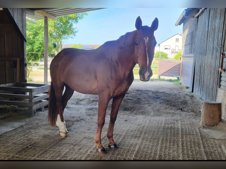 Hanoverian Gelding 13 years 16 hh Chestnut-Red in Trebur