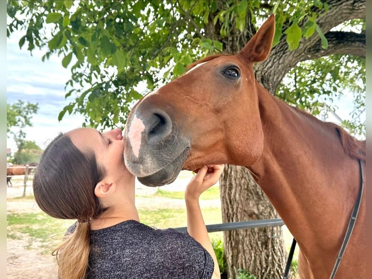Hanoverian Gelding 13 years 16 hh Chestnut-Red in Trebur