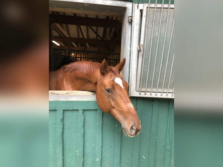 Hanoverian Gelding 13 years 16 hh Chestnut-Red in Ebreichsdorf