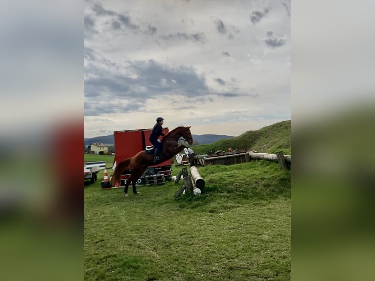 Hanoverian Gelding 13 years 16 hh Chestnut-Red in Ebreichsdorf