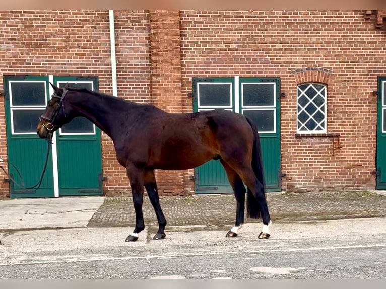 Hanoverian Gelding 13 years 16,1 hh Bay-Dark in Jade