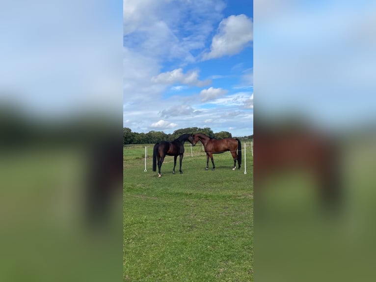 Hanoverian Gelding 13 years 16,1 hh Bay-Dark in Jade
