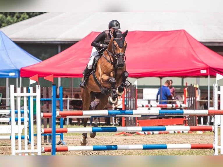 Hanoverian Gelding 13 years 16,1 hh Bay in 036 01