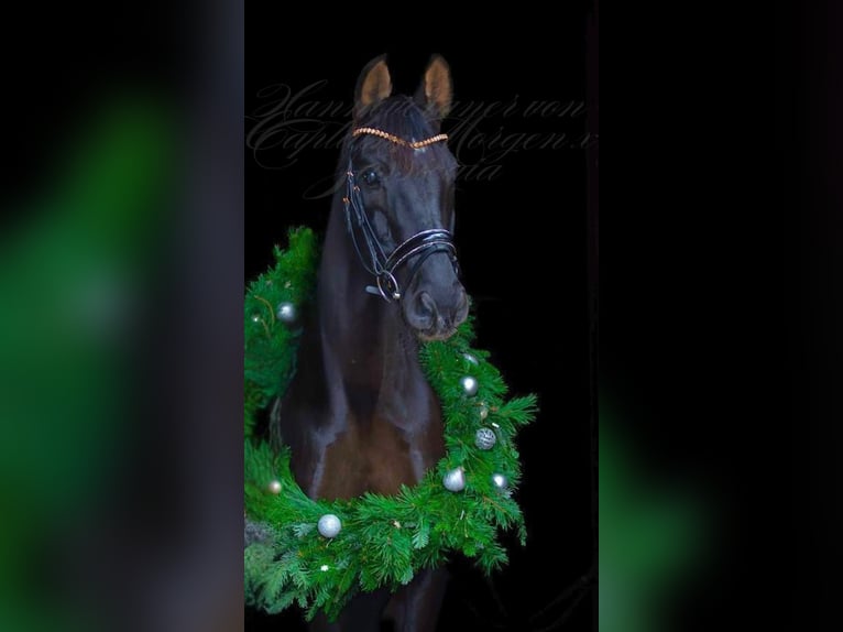 Hanoverian Gelding 13 years 16,1 hh Black in Burgwedel