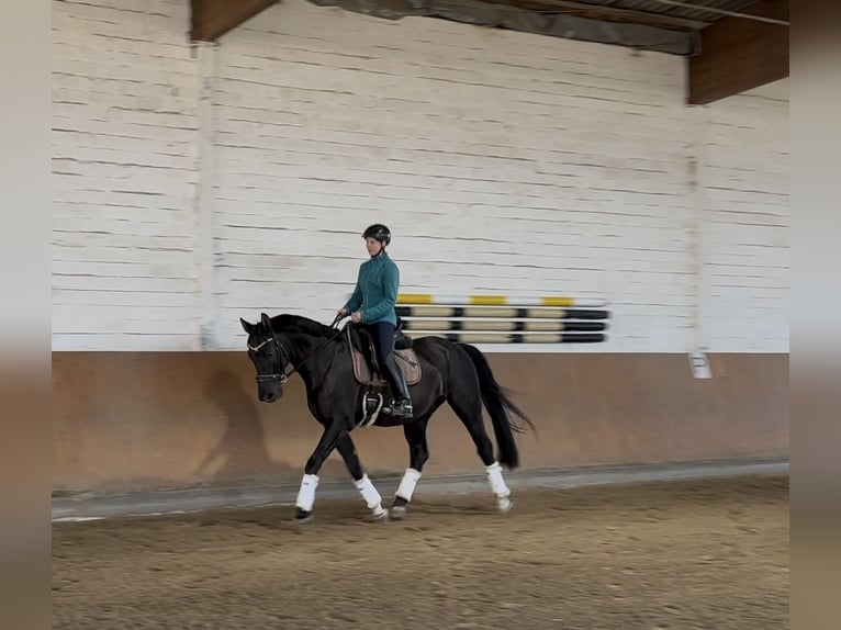 Hanoverian Gelding 13 years 16,1 hh Black in Burgwedel