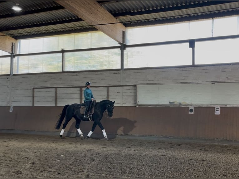 Hanoverian Gelding 13 years 16,1 hh Black in Burgwedel