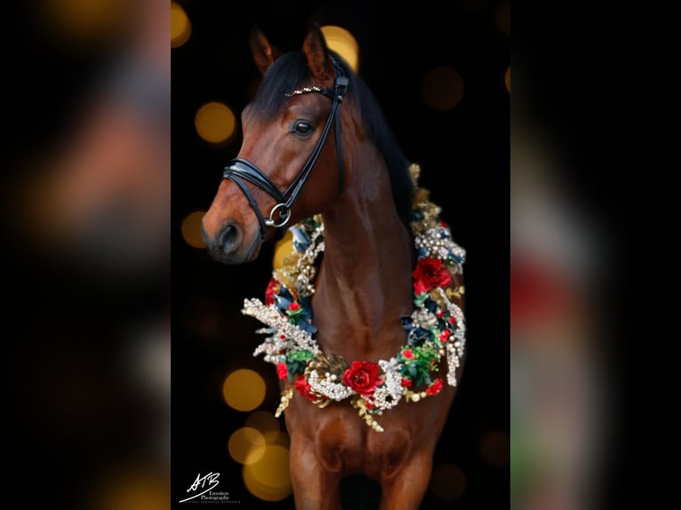 Hanoverian Gelding 13 years 16,1 hh Brown in Klein Meckelsen