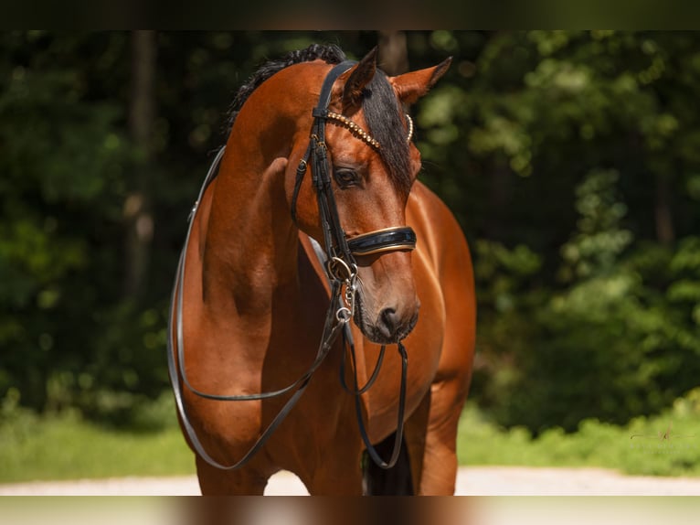 Hanoverian Gelding 13 years 16,1 hh Brown in Wehringen