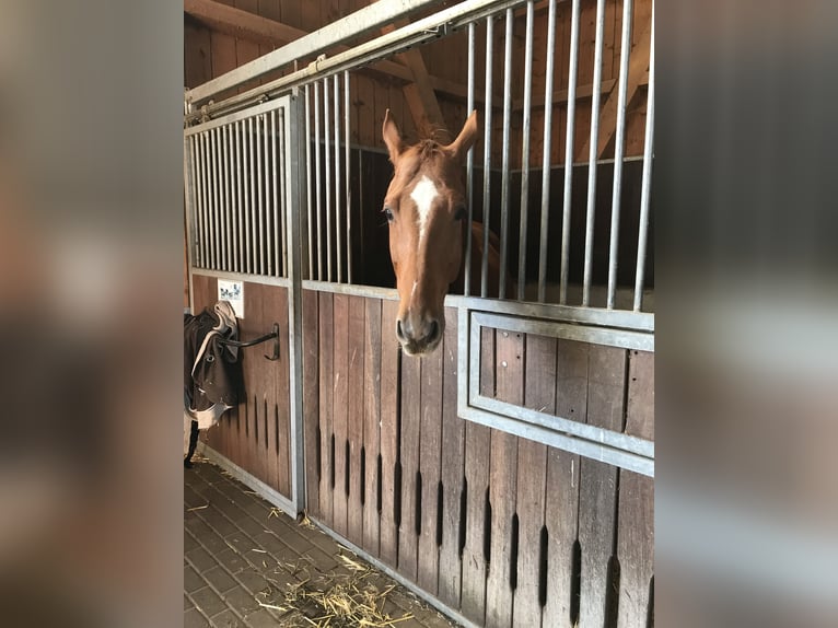 Hanoverian Gelding 13 years 16,1 hh Chestnut-Red in Wartenberg
