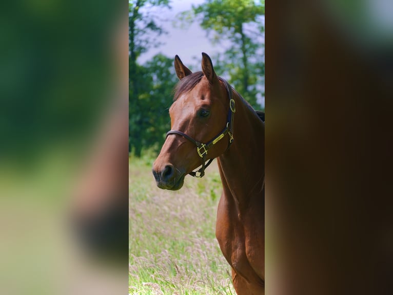 Hanoverian Gelding 13 years 16,1 hh  in NeumünsterTasdorf