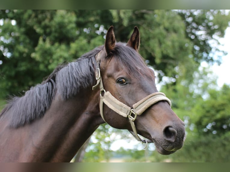 Hanoverian Gelding 13 years 16,2 hh Bay-Dark in Barver