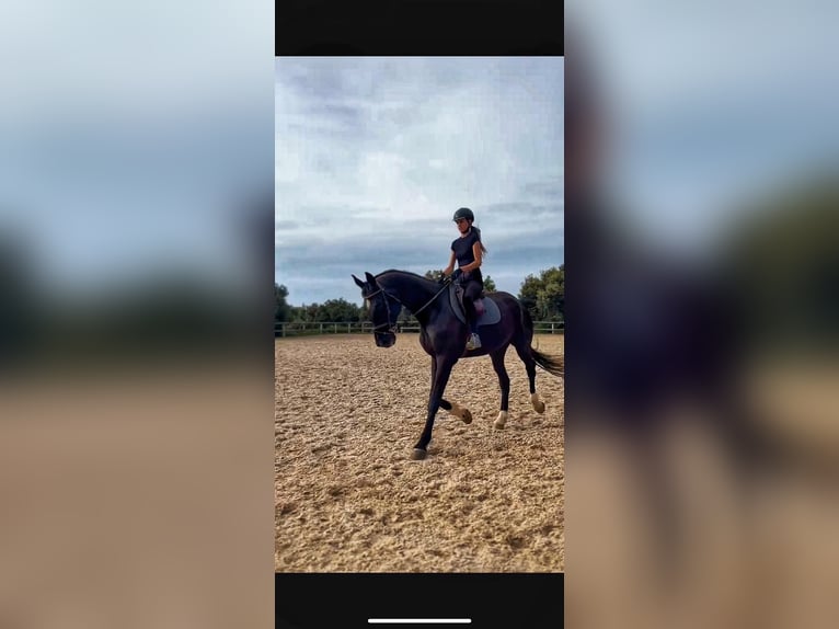 Hanoverian Gelding 13 years 16,2 hh Black in PERATALLADA
