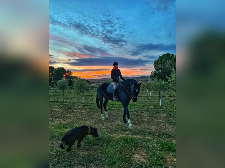 Hanoverian Gelding 13 years 16,2 hh Black in PERATALLADA