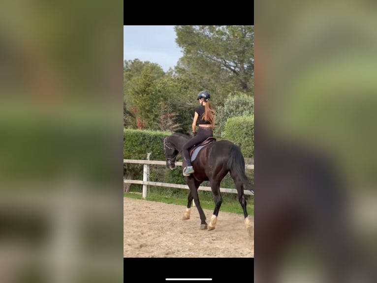 Hanoverian Gelding 13 years 16,2 hh Black in PERATALLADA