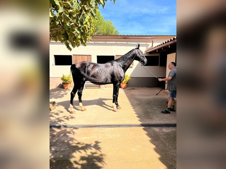 Hanoverian Gelding 13 years 16,2 hh Black in PERATALLADA