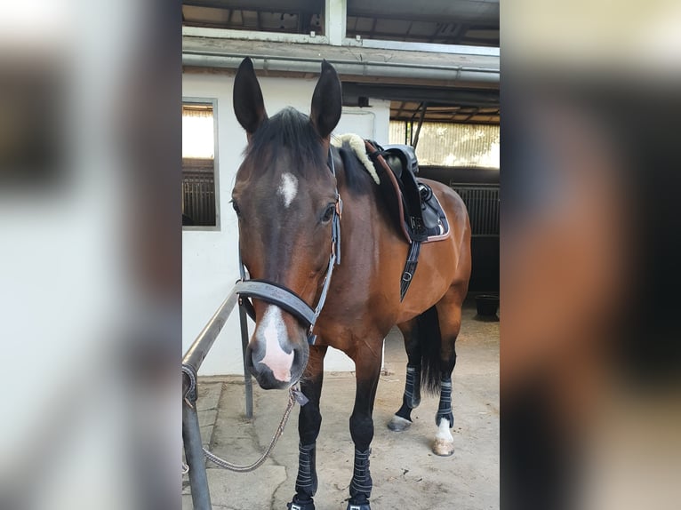 Hanoverian Gelding 13 years 16,2 hh Brown in Rühen