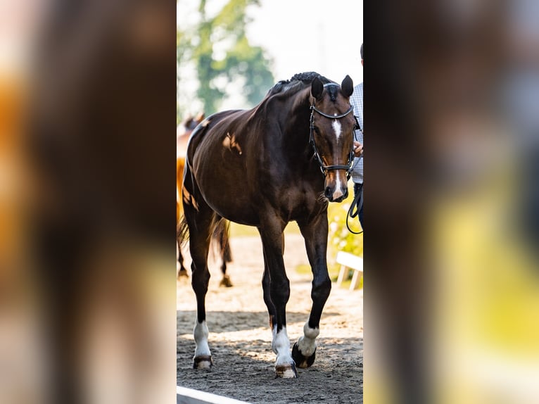 Hanoverian Gelding 13 years 16,2 hh Brown in Suhlendorf