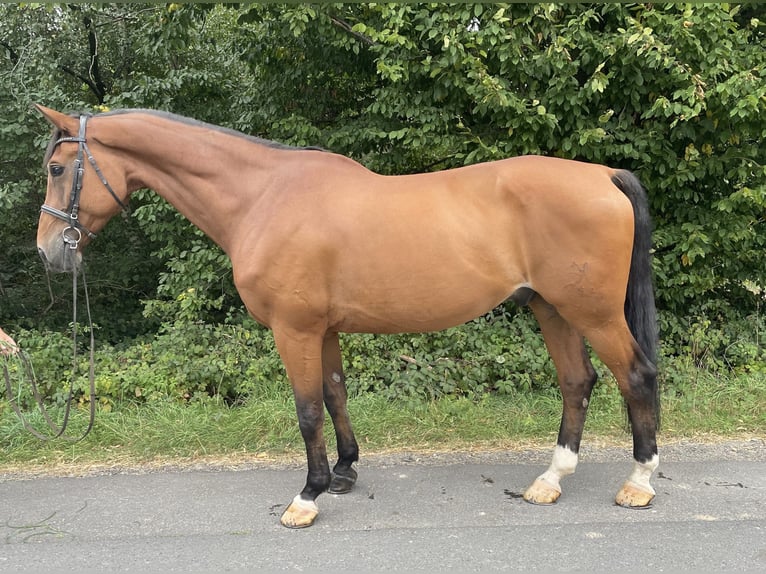 Hanoverian Gelding 13 years 16,2 hh Brown in Overath