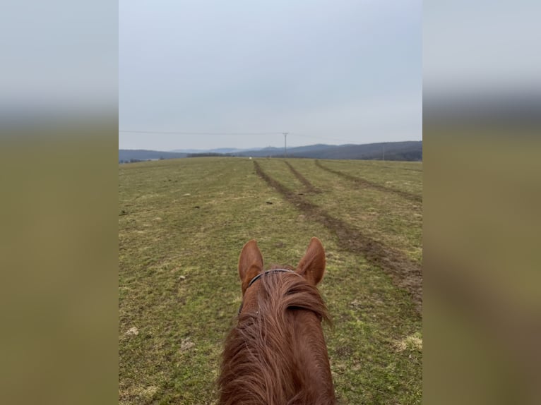 Hanoverian Gelding 13 years 16,2 hh Chestnut-Red in Wien, Leopoldstadt