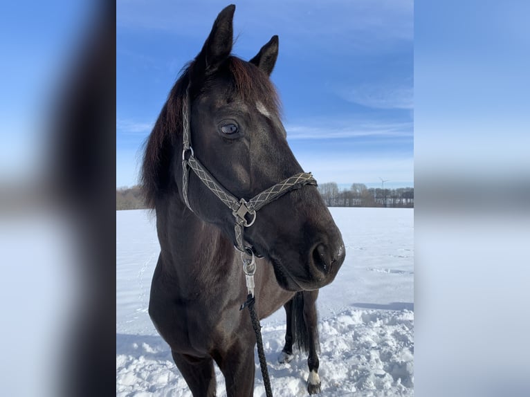 Hanoverian Gelding 13 years 16,2 hh Smoky-Black in B&#xFC;nde