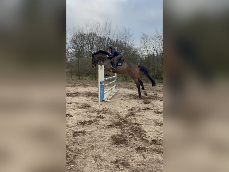 Hanoverian Gelding 13 years 16,3 hh Bay-Dark in Winsen (Aller)