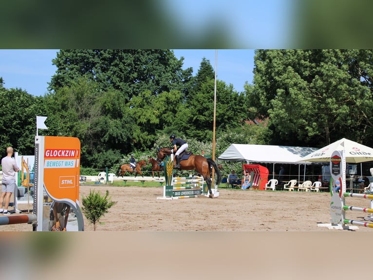 Hanoverian Gelding 13 years 16,3 hh Bay-Dark in Winsen (Aller)