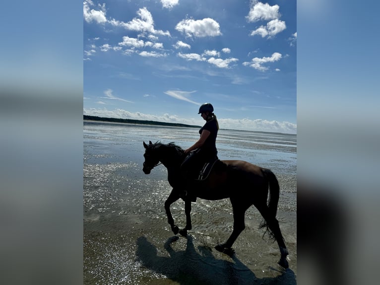 Hanoverian Gelding 13 years 16,3 hh Bay-Dark in Winsen (Aller)