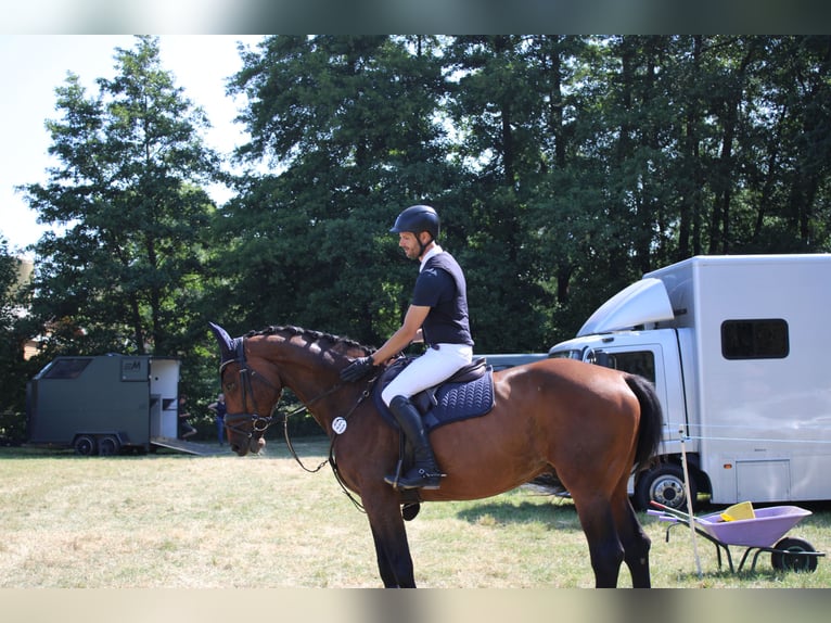 Hanoverian Gelding 13 years 16,3 hh Bay-Dark in Winsen (Aller)