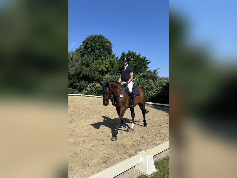 Hanoverian Gelding 13 years 16,3 hh Bay-Dark in Winsen (Aller)