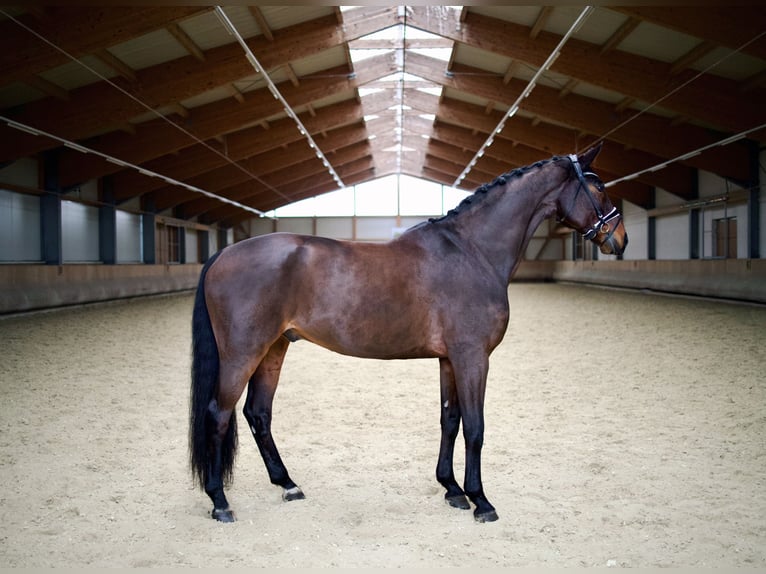 Hanoverian Gelding 13 years 17,1 hh Brown in Altenmarkt