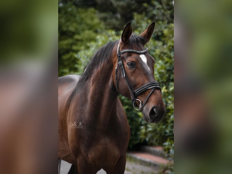 Hanoverian Gelding 13 years 17.1 hh Brown in Blomberg