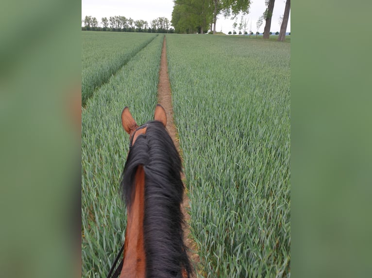 Hanoverian Gelding 13 years 17.2 hh Brown in Halberstadt