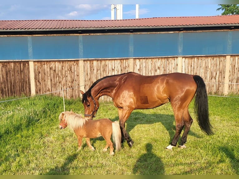 Hanoverian Gelding 13 years 17.2 hh Brown in Halberstadt